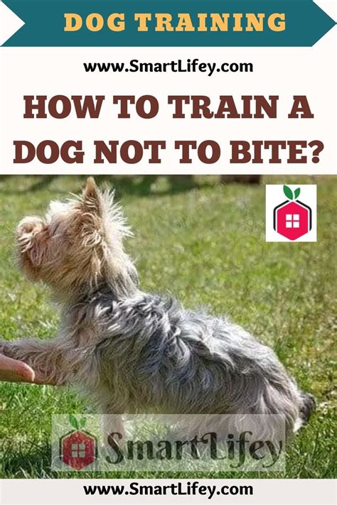how to train a dog not to bite when playing