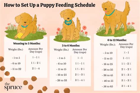 how to train a dog not to pee in crate