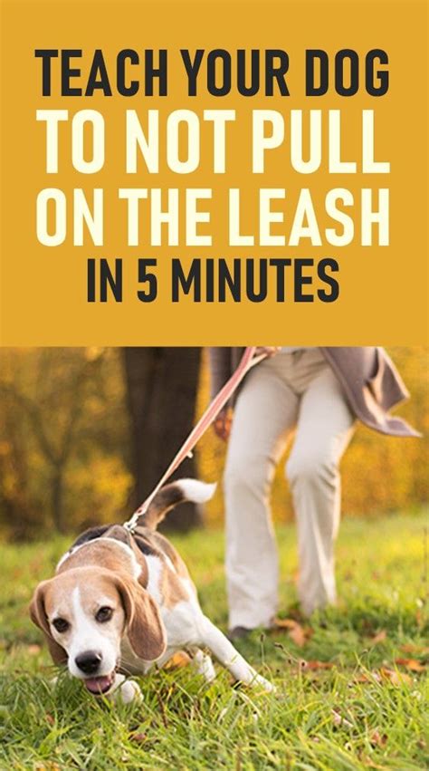 how to train a dog to not pull on their leash