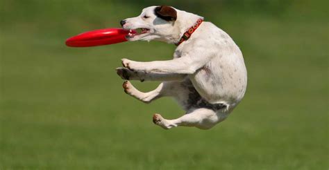 how to train a dog to play frisbee