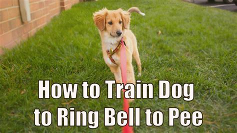 How To Train A Dog To Ring A Bell To Pee