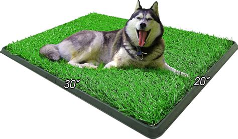 how to train a dog to use a grass pee pad