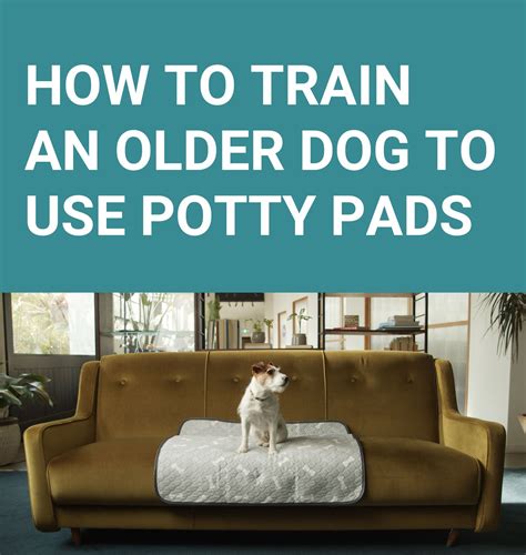 How To Train A Dog To Use A Pad