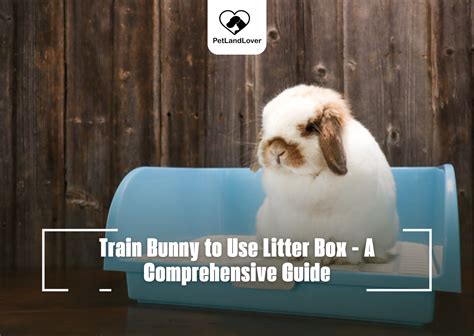 How To Train A Duck To Use A Litter Box