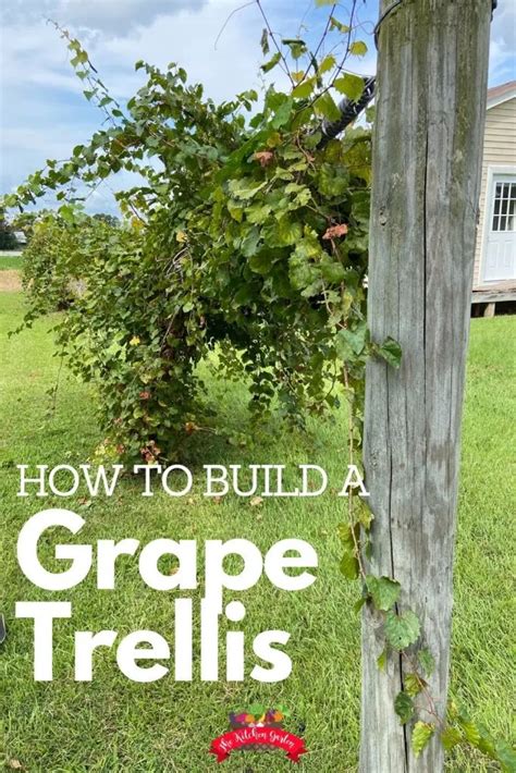 How To Train A Grape Vine On A Trellis