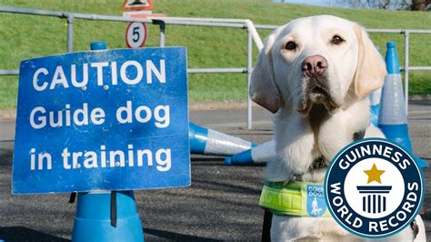 how to train a guide dog