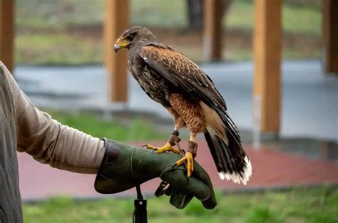 How To Train A Hawk To Hunt
