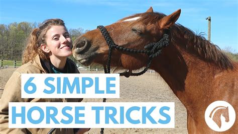 how to train a horse tricks