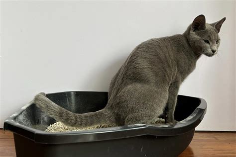 How To Train A Kitten To Pee In A Litter Box