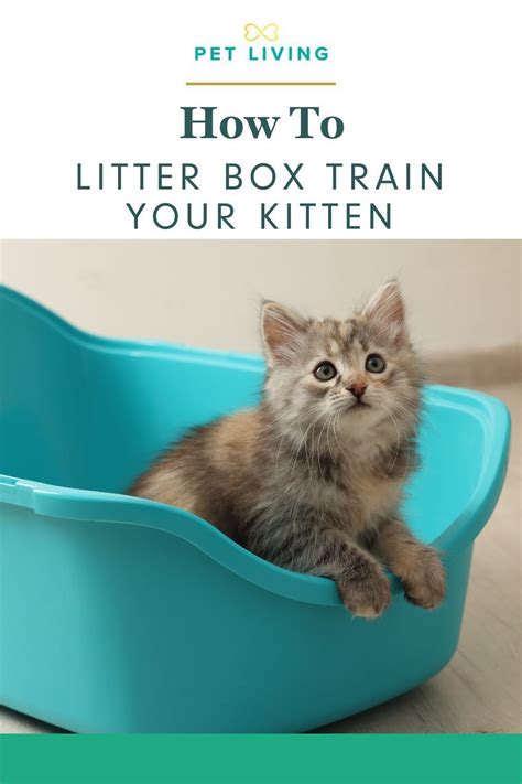 how to train a kitten to use a cat box