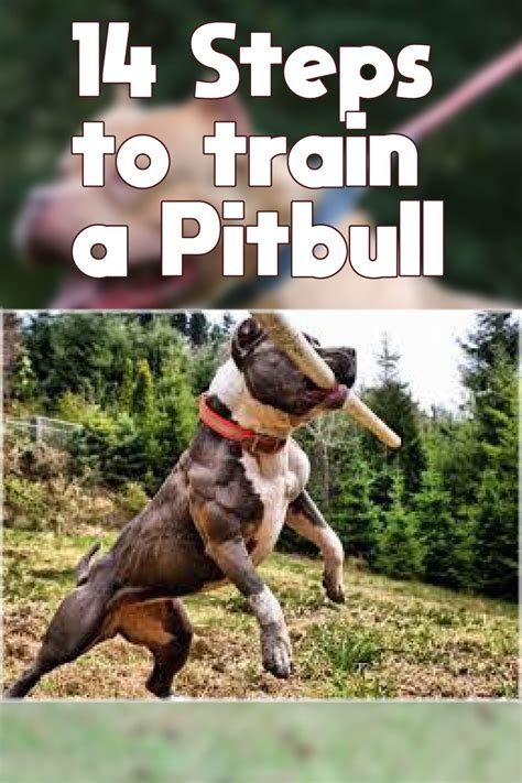 how to train a pitbull puppy