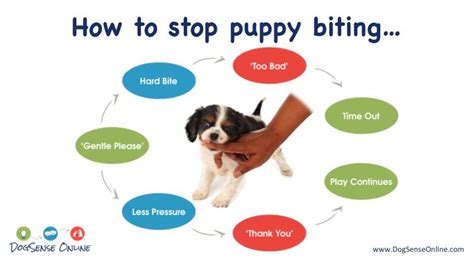 How To Train A Puppy Not To Bite When Teething