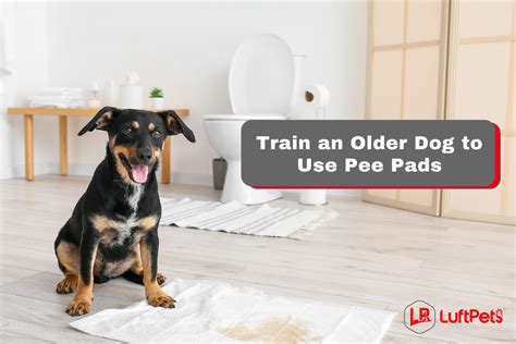 How To Train An Older Dog To Use A Pee Pad Reddit