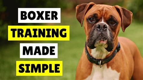 How To Train Boxer Dog