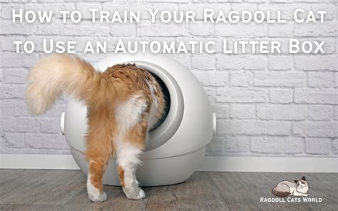 How To Train Cat To Use Automatic Litter Box