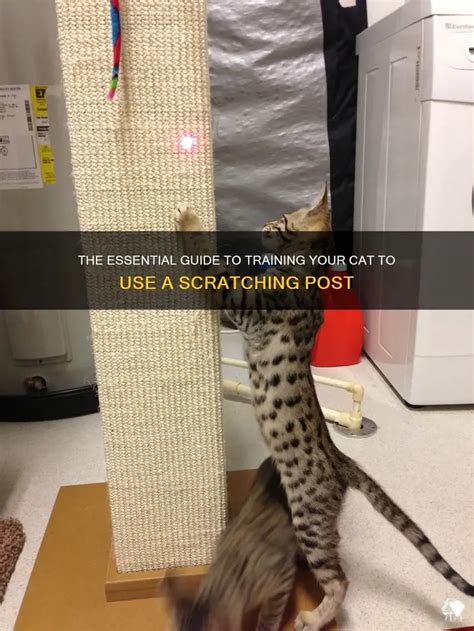 How To Train Cat To Use Scratching Post