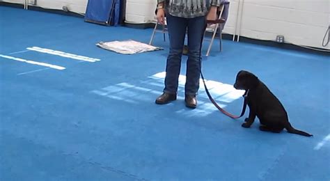 how to train dog not to jump in pool
