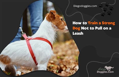 how to train dog not to pull on lead