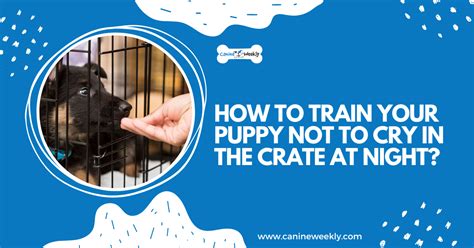how to train dog to not cry in crate