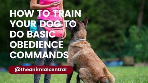 How To Train Dog To Obey Commands