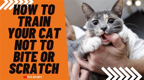 how to train kittens not to bite and scratch