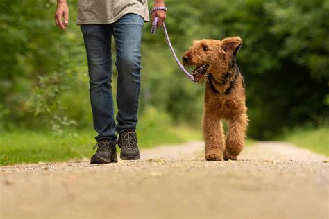 how to train older dog to not pull on leash