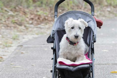 How To Train Your Dog In A Stroller