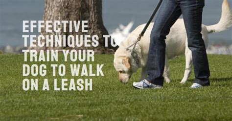 how to train your dog not to pull on leash