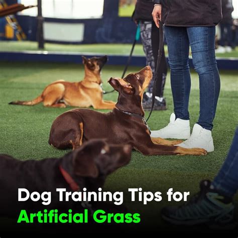 How To Train Your Dog To Use Artificial Grass