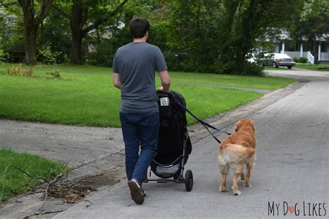 How To Train Your Dog To Walk With A Stroller