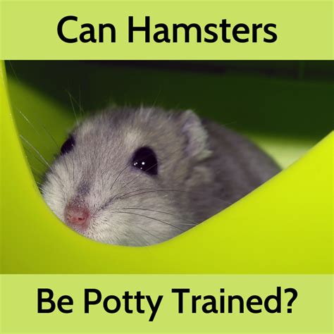 how to train your hamster