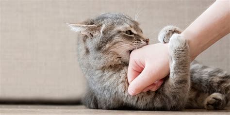 how to train your kitten not to bite and scratch