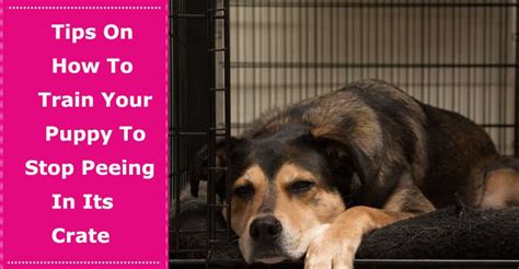 how to train your puppy to not pee in crate