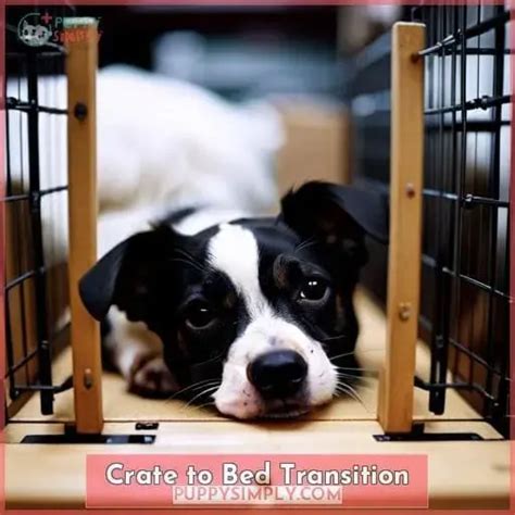 How To Transition Dog Crate Out Of Bedroom