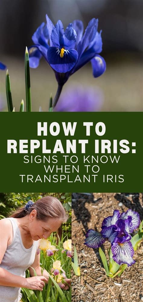 Transplanting Irises In The Fall