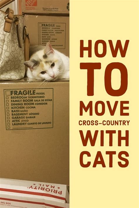 how to transport cats cross country