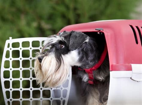 How To Transport Puppy In Canada
