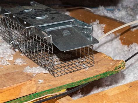 how to trap a squirrel in attic