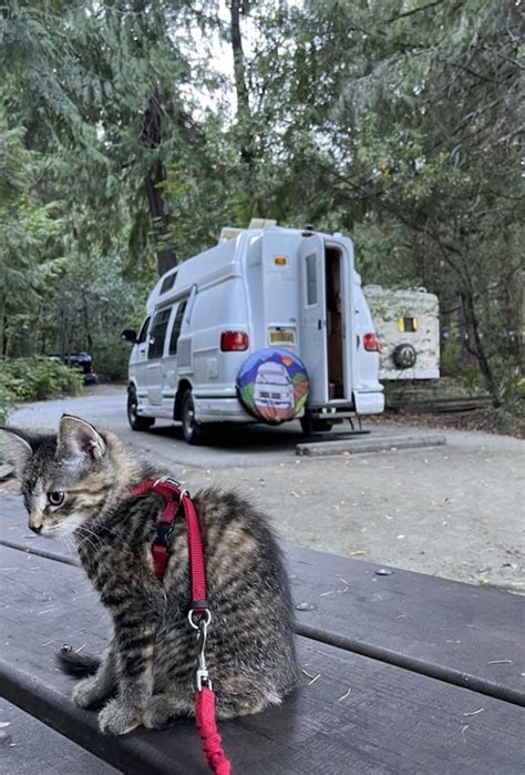 How To Travel In A Rv With A Cat