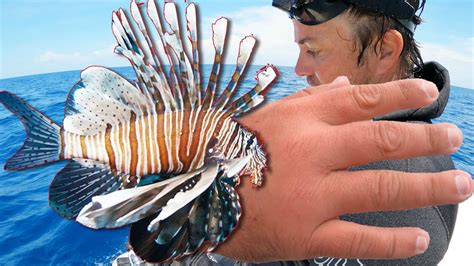 how to treat a lionfish sting