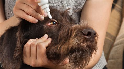 how to treat a stye on upper eyelid of a dog