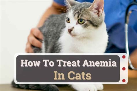 How to Treat Anemia in Cats: Tips and Guidelines for Cat Owners