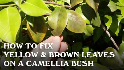 how to treat camellia bush diseases