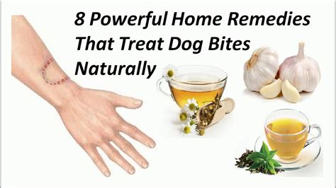 how to treat dog bite on dog