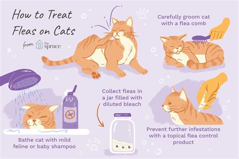 how to treat feral cats