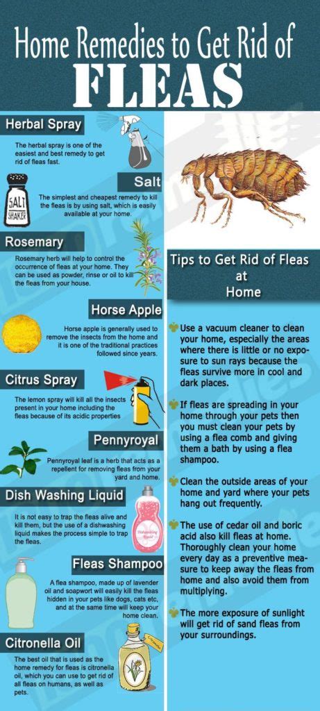 How To Treat Fleas In Your Bedroom