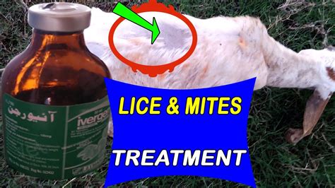 how to treat goat lice