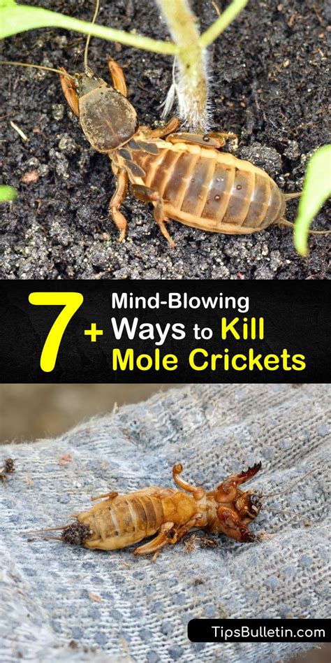 how to treat mole crickets
