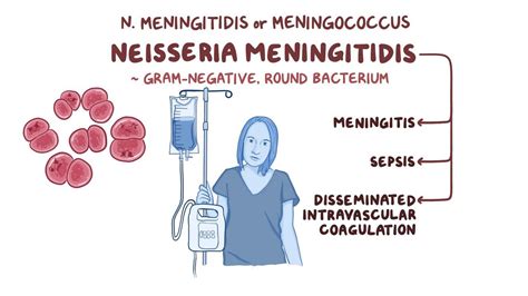 how to treat neisseria meningitidis