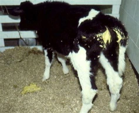 how to treat scours in cows